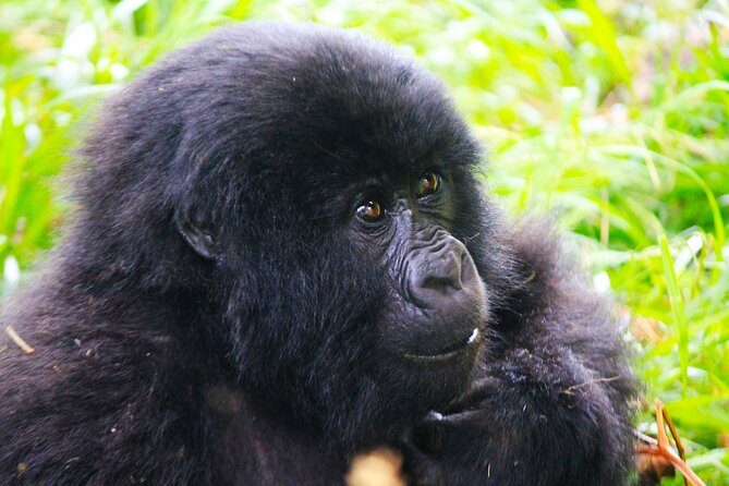 4 Days Gorilla tracking Tour in Uganda - Who should choose this four-day route?