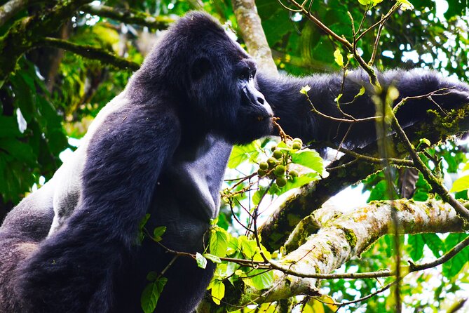 4 Days Gorilla tracking Tour in Uganda - What the Bwindi gorilla trek demands