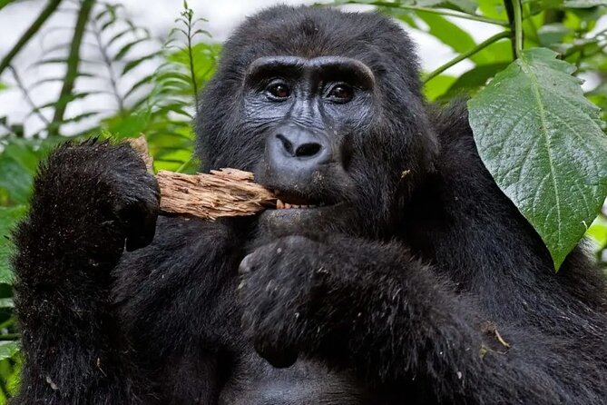 4 Days Uganda Gorilla and Wildlife Tour - Key points to know before booking
