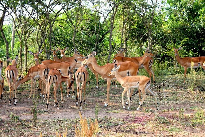 4 Days Uganda Gorilla and Wildlife Tour - The route from Entebbe to southwestern Uganda