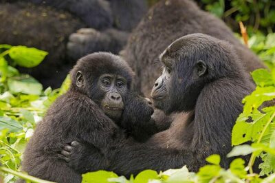 4 Days Uganda Gorilla and Wildlife Tour