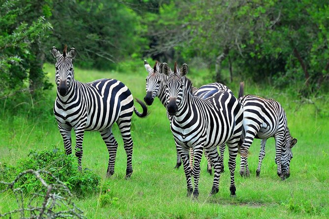 4 Days Uganda Gorilla and Wildlife Tour - The guide can shape the whole experience