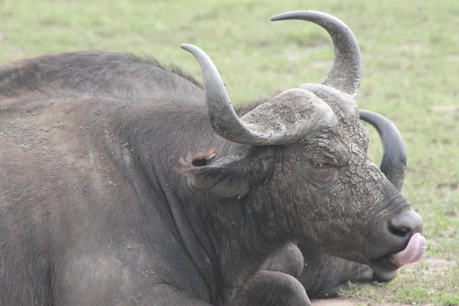 5-Day Big 5 Kidepo valley National Park Safari - Day 2: Reaching Kidepo’s semi-arid valleys