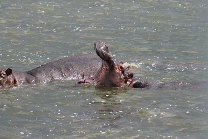 5-Day Big 5 Kidepo valley National Park Safari - Day 3: Two game drives and the Kidepo hot springs