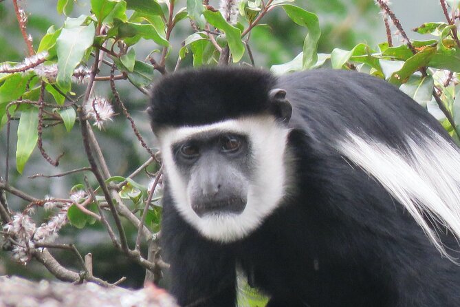 5-Day Bwindi Gorilla and Chimpanzee Trekking Safari in Uganda - Day 4: Meeting Bwindi’s gorillas