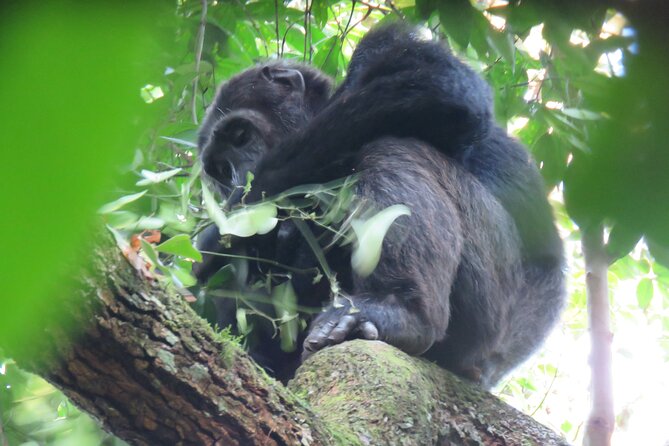 5-Day Bwindi Gorilla and Chimpanzee Trekking Safari in Uganda - Day 5: The return through Uganda’s countryside