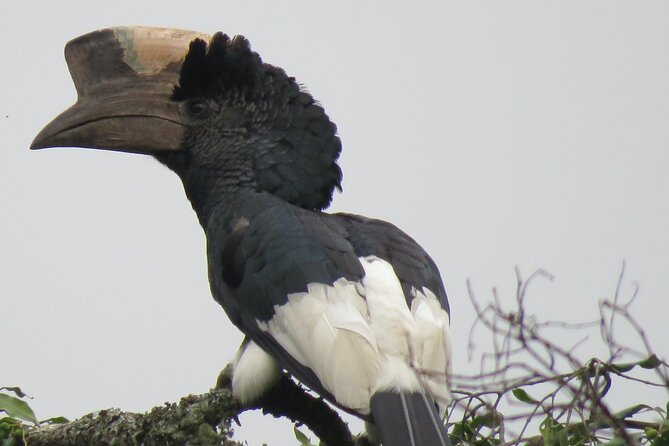 5-Day Bwindi Gorilla and Chimpanzee Trekking Safari in Uganda - The private format and daily comfort