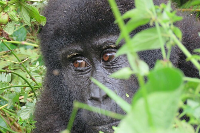 5-Day Bwindi Gorilla and Chimpanzee Trekking Safari in Uganda - Day 2: Chimpanzees and crater-lake views