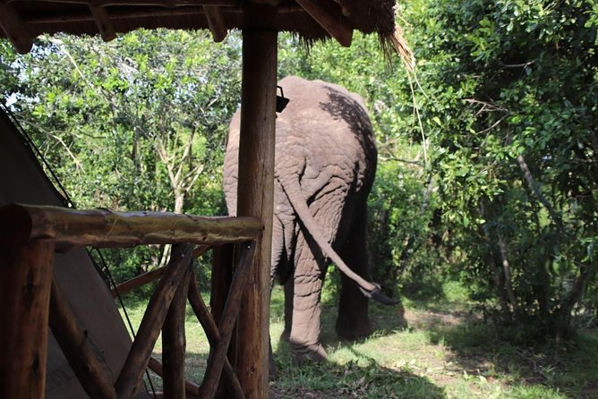 5 Day Gorillas, Wildlife and Kalinzu Forest Chimp Trek - What the five-day route really involves