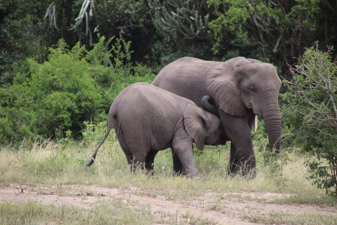 5 Day Gorillas, Wildlife and Kalinzu Forest Chimp Trek - The Kazinga Channel boat trip