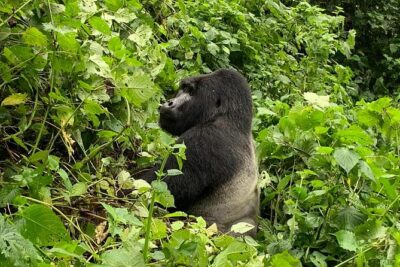 5 Day Gorillas, Wildlife and Kalinzu Forest Chimp Trek