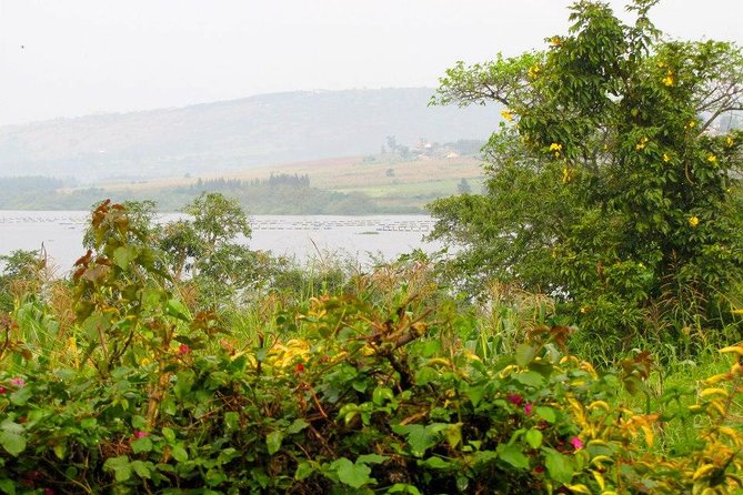 5 Day Gorillas, Wildlife and Kalinzu Forest Chimp Trek - Kalinzu Forest and the chimpanzee trek