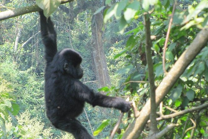 5 Day Gorillas, Wildlife and Kalinzu Forest Chimp Trek - Guides, organization, and the human side