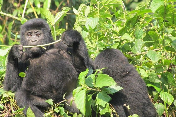 5 Day Gorillas, Wildlife and Kalinzu Forest Chimp Trek - Who will enjoy this safari most