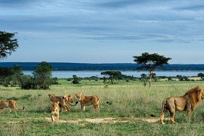 5-Day Murchison Falls, Budongo Chimps, Wildlife Big 5 Safari - Zziwa Rhino Sanctuary and the road to Murchison