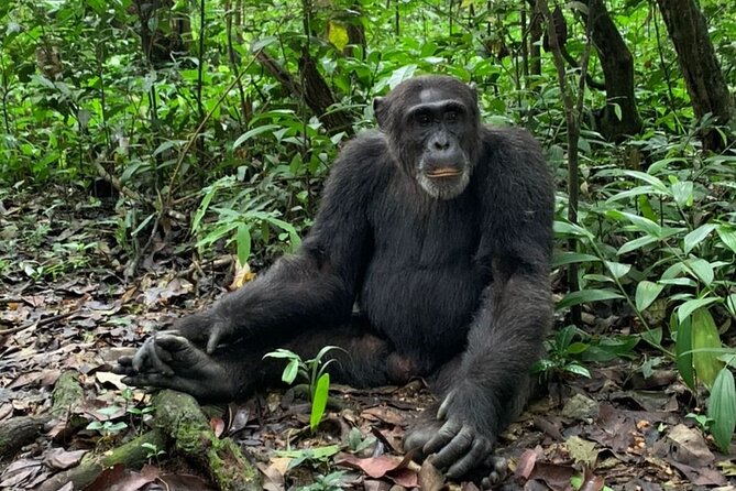 5 days best wildlife experience in Uganda - What this five-day route really offers