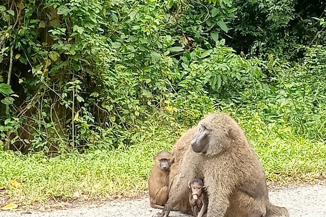 5 days best wildlife experience in Uganda - Day 2: Chimpanzees in Kibale National Park