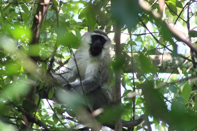 5 days best wildlife experience in Uganda - Guides, vehicles, and the private format