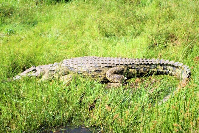 5 days best wildlife experience in Uganda - Who should book this safari?