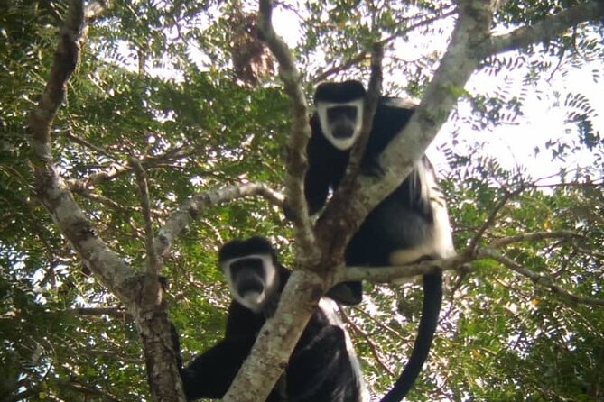 5 days best wildlife experience in Uganda - Day 1: Amabere Caves and the road to Fort Portal