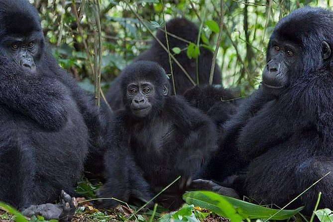 5 Days Bwindi gorilla trekking and Queen Elizabeth safari - Day 1: Arriving through Entebbe and settling in Kampala