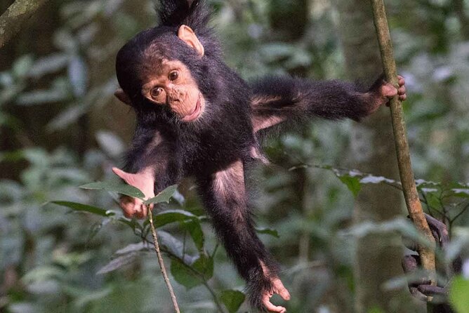 5 Days Gorilla and Chimpanzee Trekking in Uganda - Lake Bunyonyi: A calm finish after the forest
