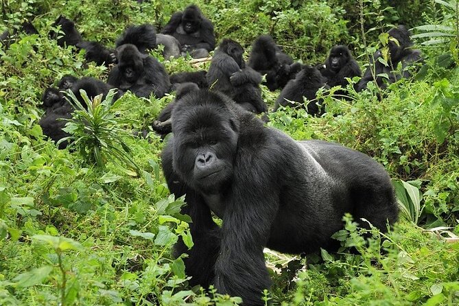 5 Days Gorilla and Chimpanzee Trekking in Uganda - Day 2: Chimpanzees at Kanyanchu and Bigodi Wetlands