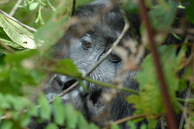 5 Days Gorilla Safari Uganda - Day one: flying to Kisoro and crossing Lake Mutanda