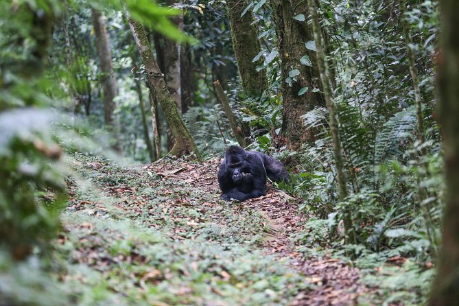 5 Days Gorilla Safari Uganda - The Nkuringo lodge stay and the value of the setting