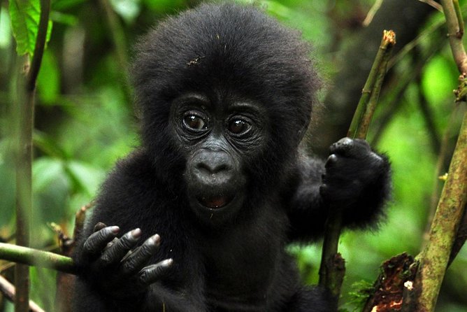 5 days gorilla & Wildlife safari in Uganda - Why this five-day route works