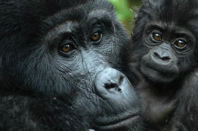 5 days gorilla & Wildlife safari in Uganda - Day 3: Queen Elizabeth National Park and Ishasha