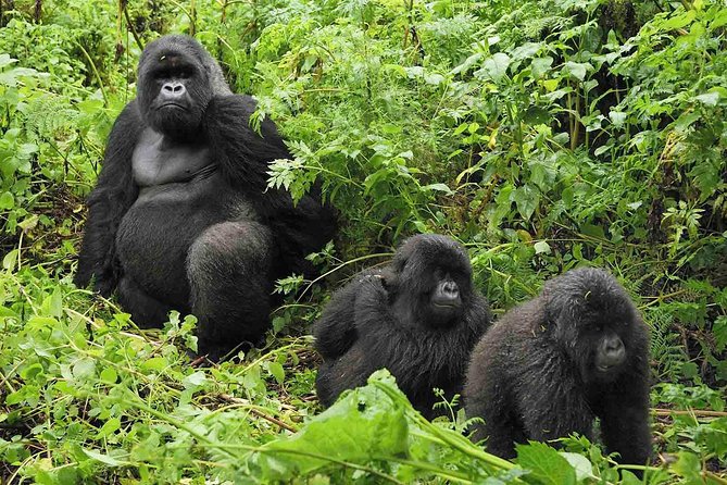 5 days gorilla & Wildlife safari in Uganda - Day 4: Game drive and the Kazinga Channel