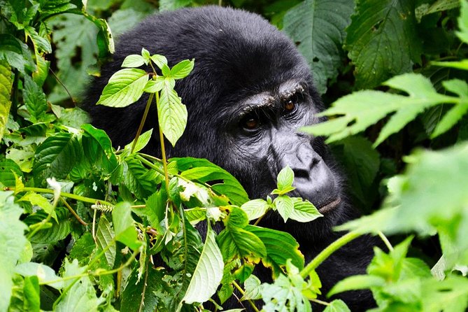 5 days gorilla & Wildlife safari in Uganda - Guides, vehicles, and private-tour value