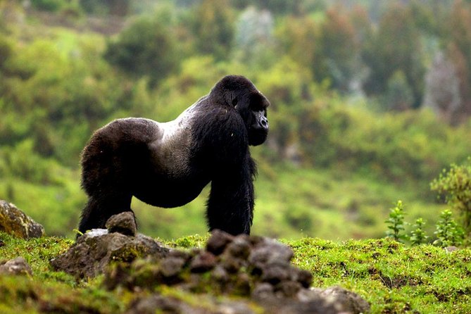 5 days gorilla & Wildlife safari in Uganda - Fitness, food, and practical preparation