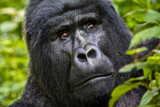 5 days gorilla & Wildlife safari in Uganda - Day 1: Kampala to Bwindi through Kabale