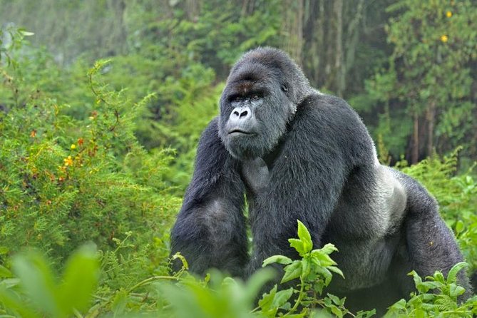 5 days gorillas and chimpanzee tracking - Four Hours Tracking Chimpanzees in Kibale