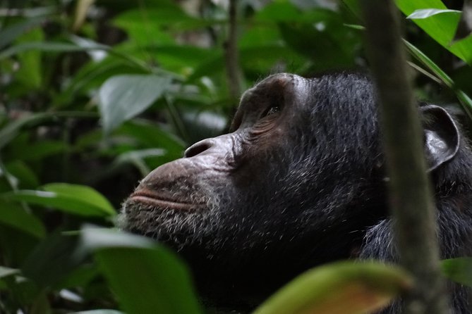 5 days gorillas and chimpanzee tracking - The Nkuringo Gorilla Trek