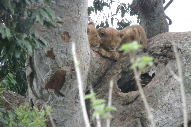 5 days gorillas and chimpanzee tracking - Who Will Get the Most From This Safari