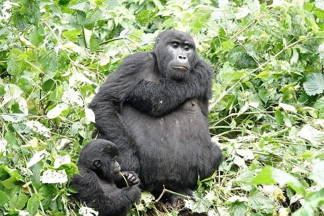 5 days gorillas and chimpanzee tracking - Booking, Weather, and Practical Details