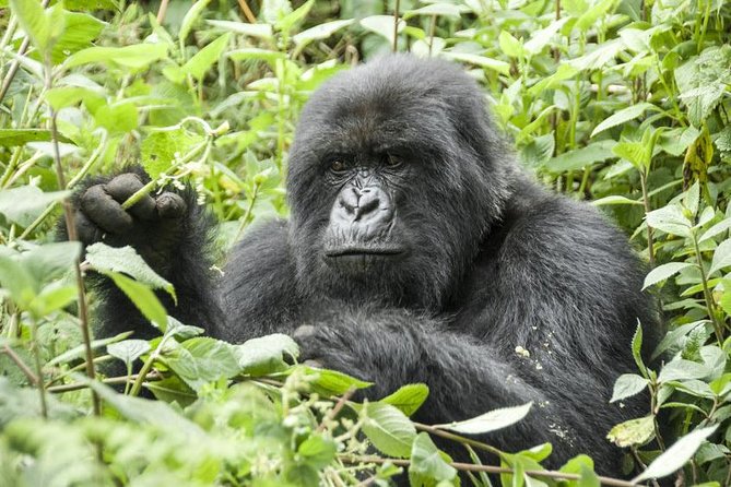 5 days gorillas and chimpanzee tracking - Crossing Queen Elizabeth National Park Toward Kisoro