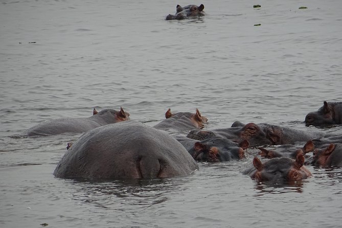 5 Days gorillas and Lion Tour in Uganda - Why this Uganda pairing works so well