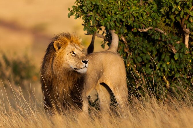 5 Days Uganda Gorillas and Masai Mara Comfort Wildlife Safari - Key points to know before booking