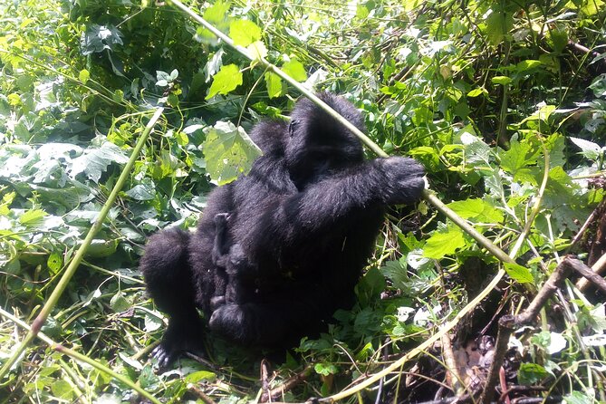 5 Days Uganda Gorillas and Masai Mara Comfort Wildlife Safari - Day 2: Meeting Bwindi’s mountain gorillas
