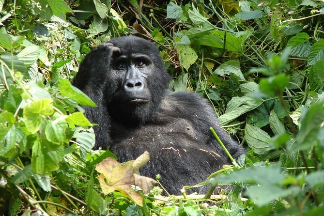 6 Day Gorilla tracking and Wildlife Safari - Why this six-day Uganda route works