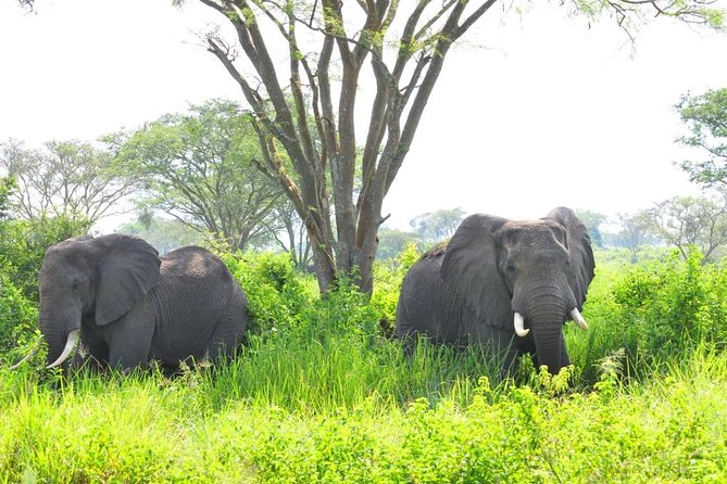 6 Day Gorilla tracking and Wildlife Safari - Day 3: Meeting mountain gorillas in Bwindi