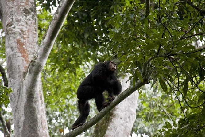 6 Day Gorilla tracking and Wildlife Safari - Day 4: Ishasha lions and Queen Elizabeth wildlife