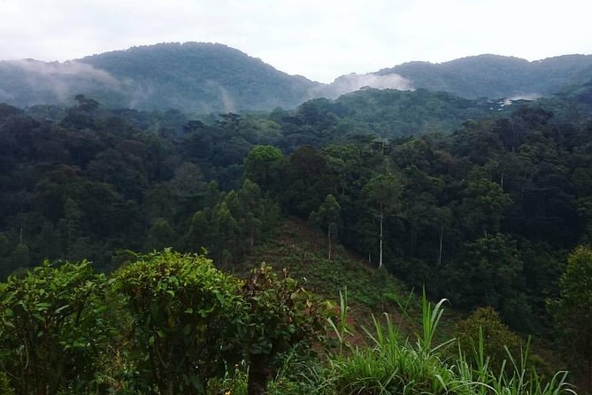 6 Day Gorilla tracking and Wildlife Safari - Day 1: A soft landing in Entebbe or Kampala