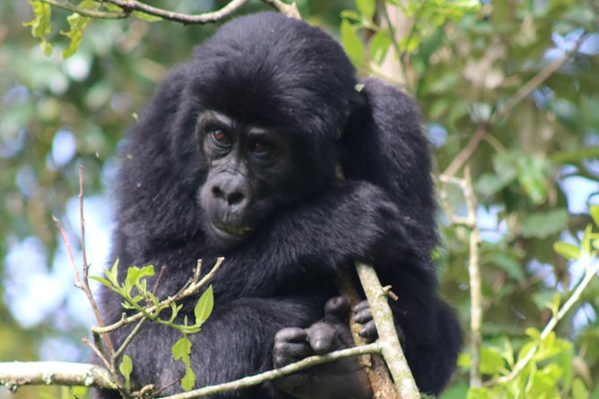 6 Day Gorillas, Golden Monkeys and Chimp Trek at Kibale - Key points at a glance