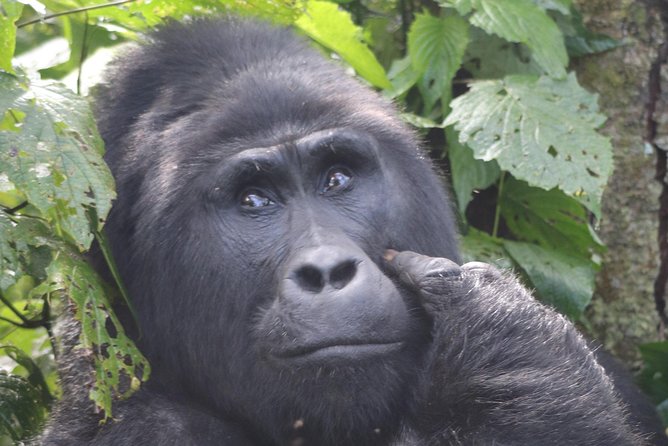6 Day Gorillas, Golden Monkeys and Chimp Trek at Kibale - Why this six-day route works