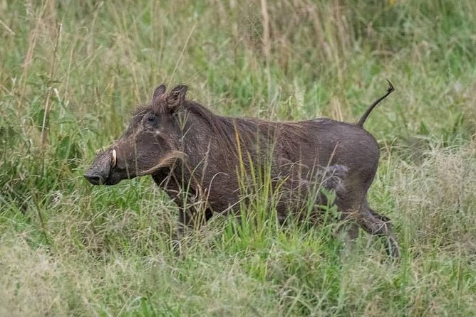 6 Day Gorillas, Golden Monkeys and Chimp Trek at Kibale - Day 4: Gorilla trekking in Bwindi